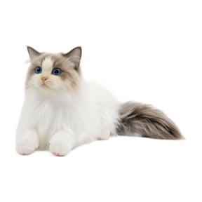 19.69 Inch Ragdoll Cat Plush Toy, Realistic Simulation Feline Stuffed Animal with Blue Eyes for Bedroom Office and Gift Display