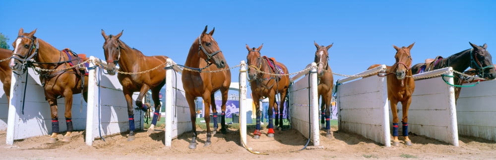 1998 World Polo Championship Horses in stalls Santa Barbara Polo and Racquet Club California Canvas Art - Panoramic Images (36 x 12)