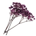 thumbnail image 1 of 1Bag Dyed Natural Real Pressed Dried Flowers/Pressed Leaves For Resin Jewelry Pendant Case arts and crafts DIY Bookmarks decor -, 1 of 7