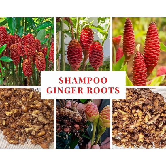 1Lb Ginger Shampoo Live Rhizomes, Zingiber Zerumbet Well Rooted, Pinecone Ginger Awapuhi Shampoo Ginger Roots for Planting