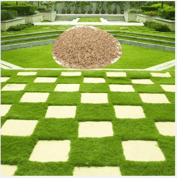 1Lb Zoysia Emerald Grass Seeds for Lawn, Zoysia Grass Lawngrass Seeds Emerald Zoysia Ornamental Grasses Seed