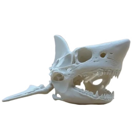1PC Horror Shark Skull 3D Printing