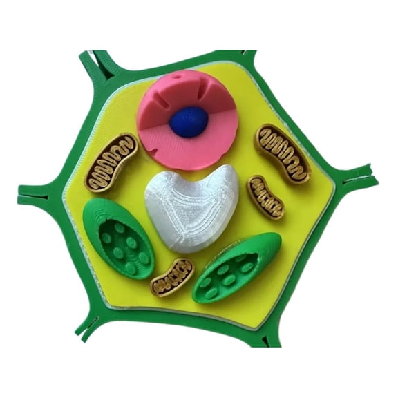 1PC Plant cell model 3D printing
