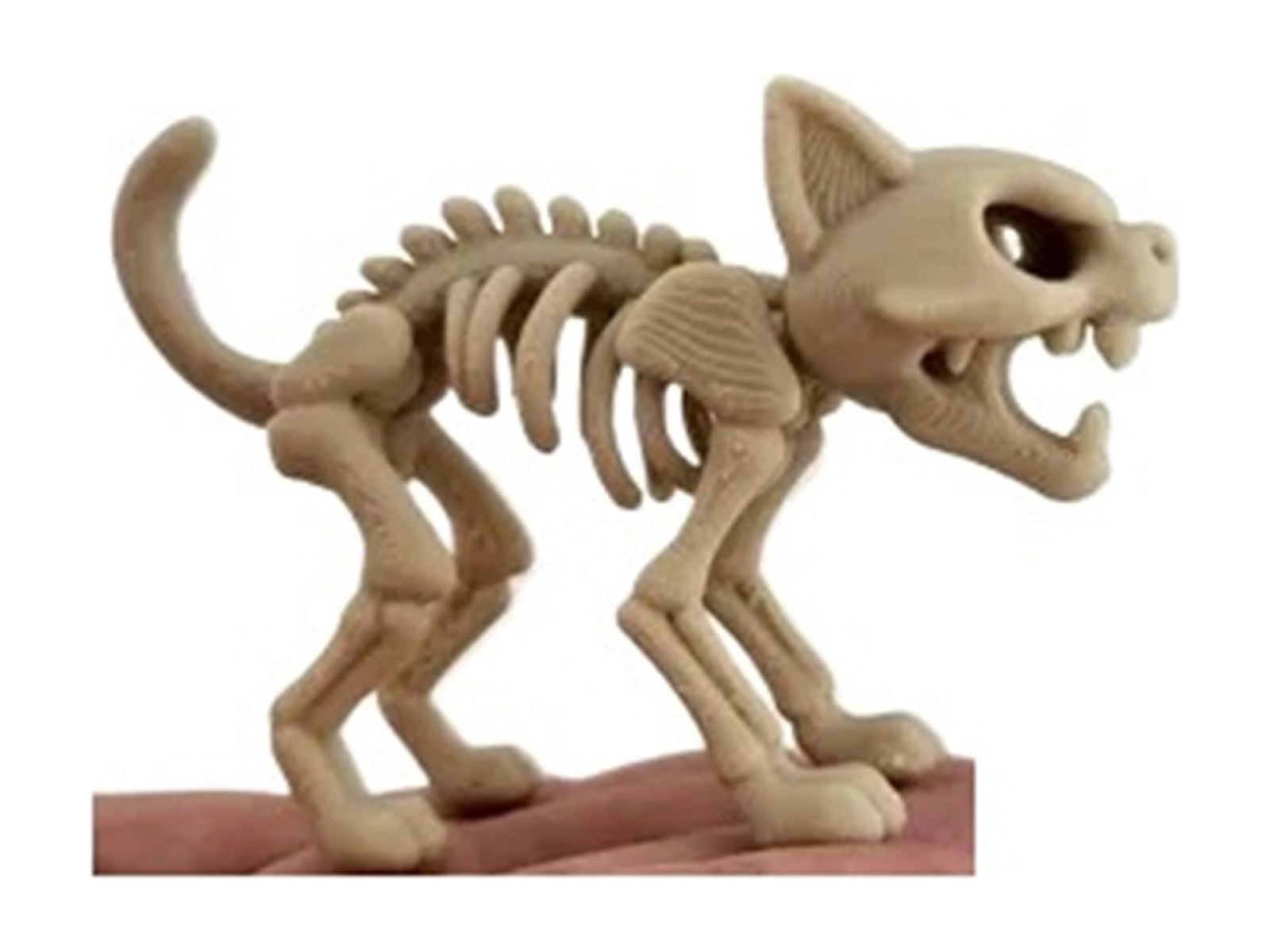 Cat Skull