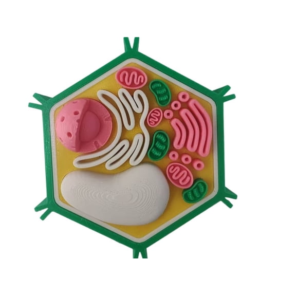 1PC plant cell model 3D printing