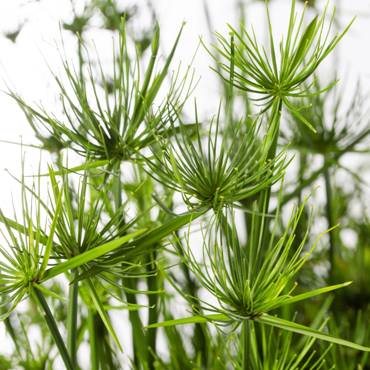 Better Homes & Gardens 3QT Pint Green Cyperus Grass Annual Plant Sun ...