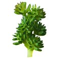 thumbnail image 1 of 1Pc Artificial Succulent Plant Flocking Flower DIY Home Office Bonsai Decoration, 1 of 7