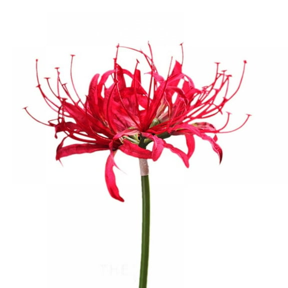 1Pc Spider Lilies Artificial Lycoris Bulbs with Long Stem Real Touch for Home Office Hotel Living Room Decoration