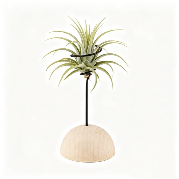 1Pcs Wooden Air Plant Holder, Air Plant Container Live Holder Wood Base with Metal Spiral for Display Small AirPlant, Tillandsia Stands for Home Desktop Office, Housewarming Gift - B