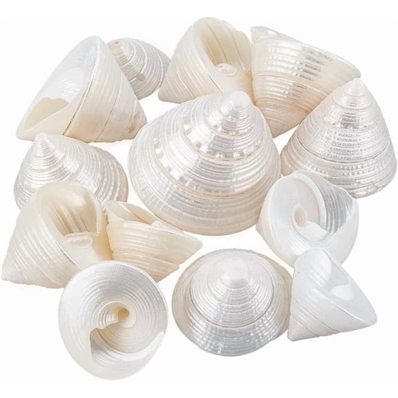 1Set 100G Natural Shell Display Decorations for Fish Aquarium Ornaments Shell Shape 21~42x27~34mm