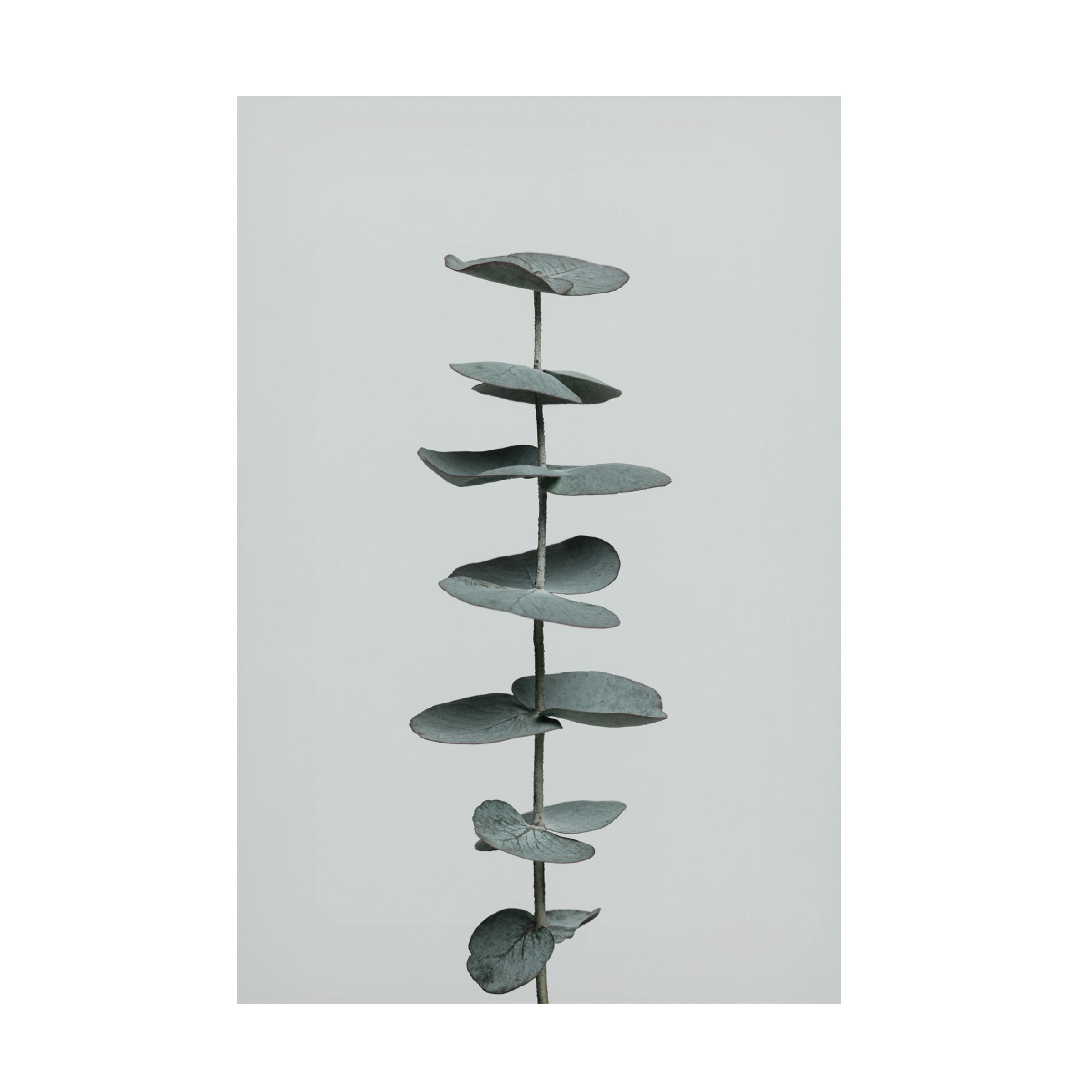 1X Studio Iii 'Eucalyptus Natural 09' Canvas Art