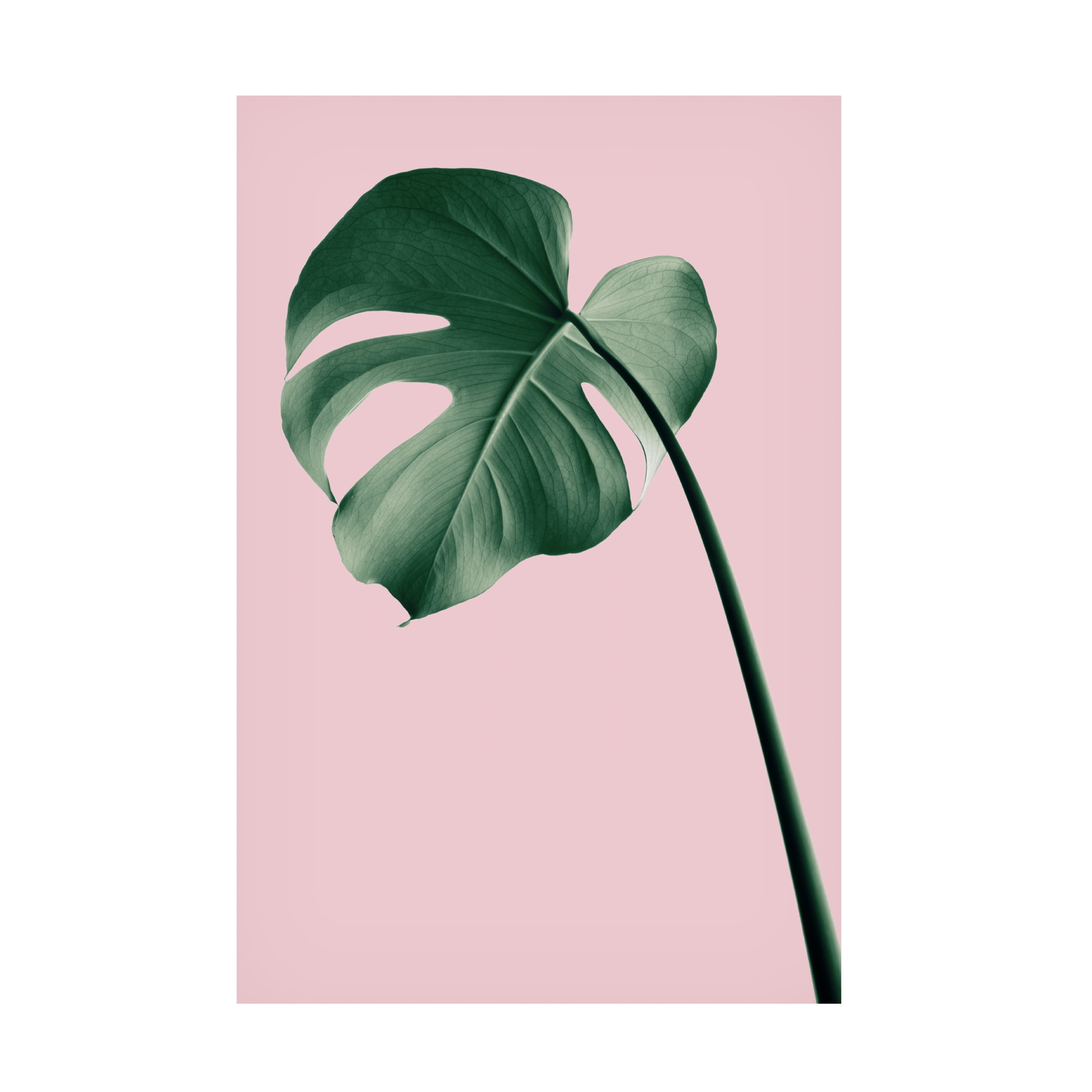 1X Studio Iii 'Monstera Pink No 05' Canvas Art