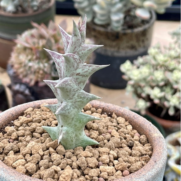 Rare Succulents - Caralluma Hesperidum Cutting (All cuttings require a minimum purchase of 2 plants)