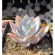 Rare Succulents - Echeveria White Lotus