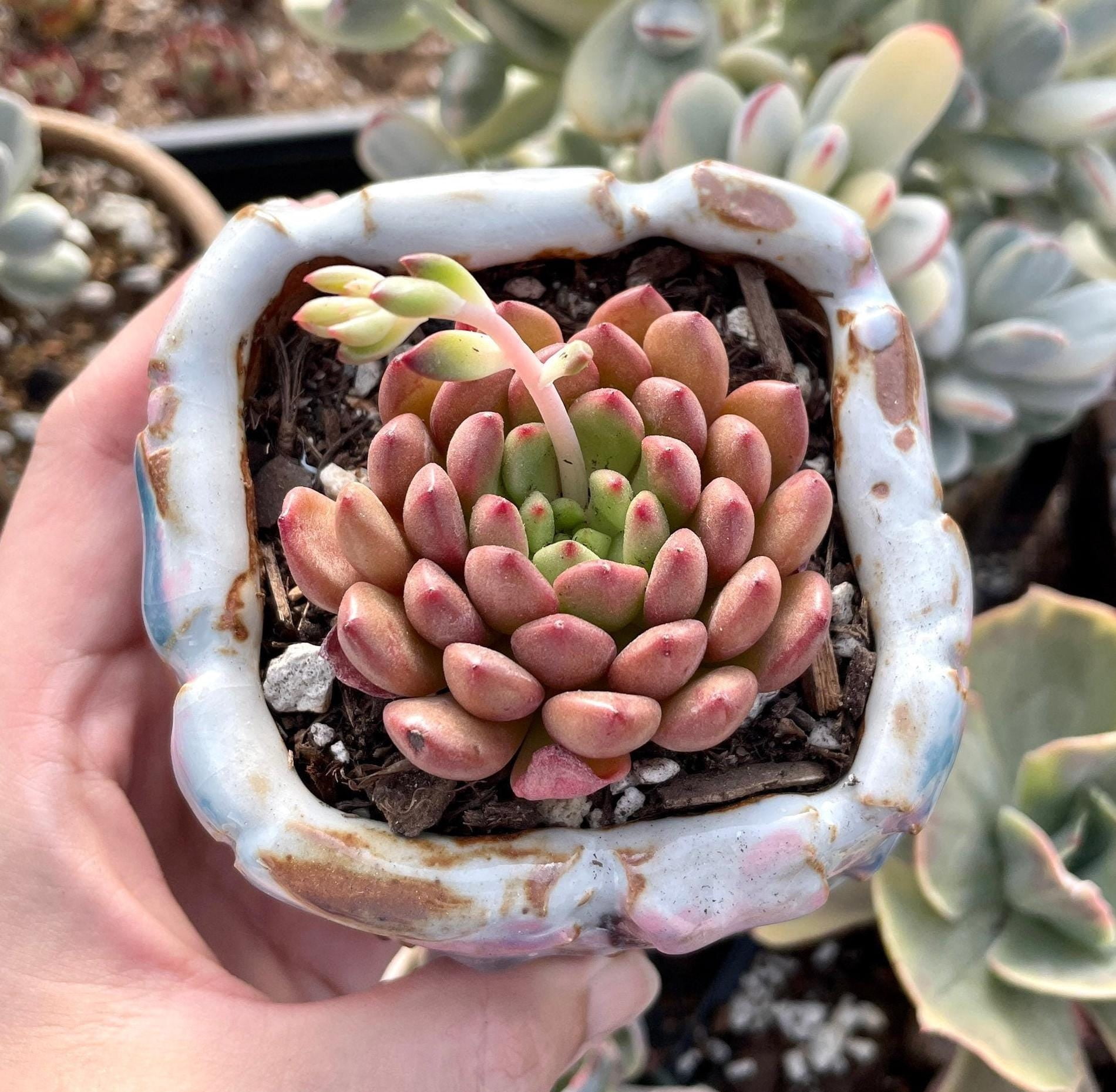 Best Sellers In Garden Outdoor Cacti Succulent Plants