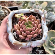 Rare Succulents - Sedeveria Pink Ruby 2.5