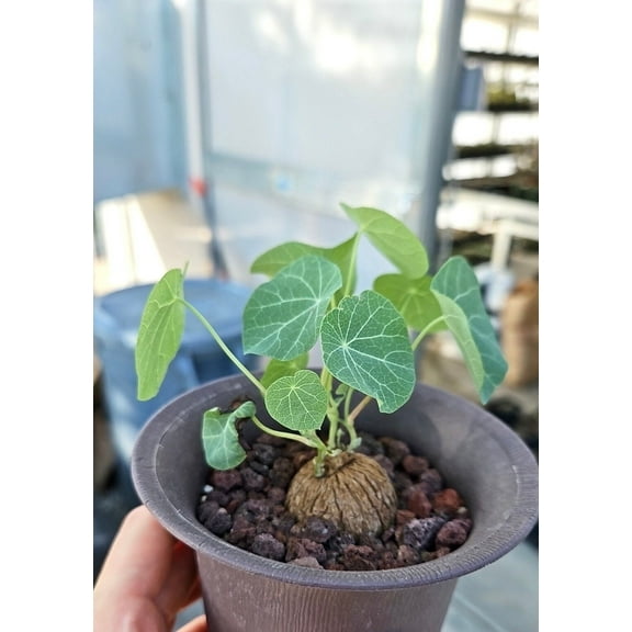 1am Succulents &ndash; Rare Stephania Erecta Succulent &ndash; Budding Bulb 1-2 inches &ndash; Perfect for Indoor & Outdoor Display