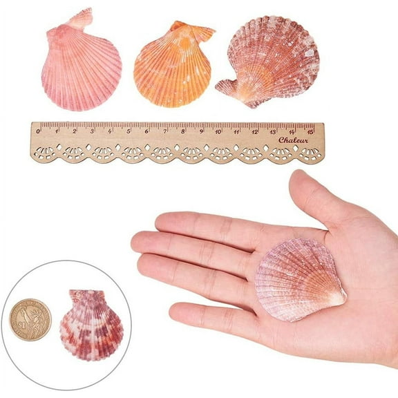 1box Beautiful Beach Sea Shells Shells Crafts for Aquarium Fish Tank Decor Mixed color 40~60mm about 19~25pcs/box