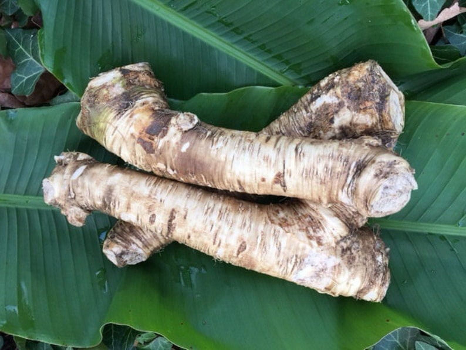 1lb. Bareroot Horseradish Root