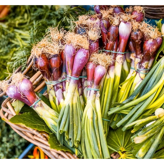 1lb Red Shallot Bulbs for Planting, Shallots Onions Bulb