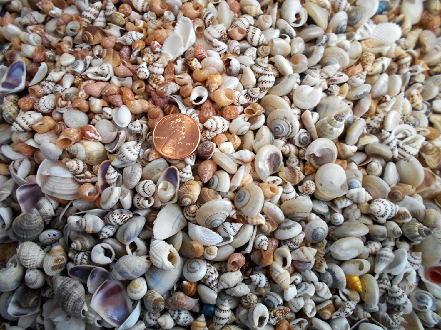 1lb Tiny Shell Mix Seashells 1/4" - 1/2" Craft Mini Shells Candle ...