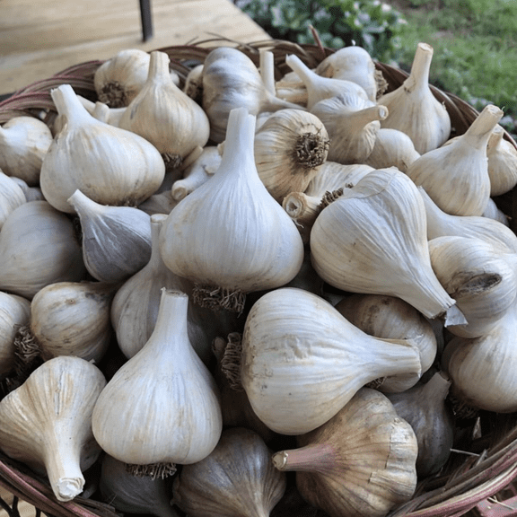 1lbs California White Softneck Garlic Bulbs, White Garlic Cloves for Garden Planting, Ready to Grow Outdoors or in Pots