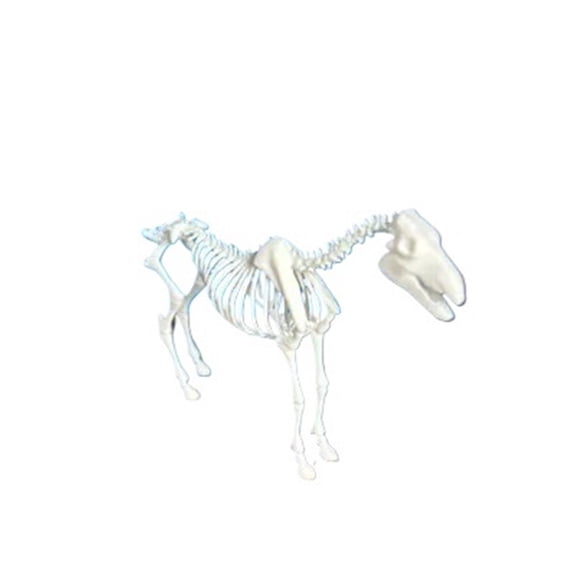1pc Horse Skeleton 3D Printed Ornament Anatomy Model