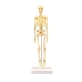 thumbnail image 1 of 1pc Human Skeleton Model Simulation Mannequin Diy Assembly Manikin Model Educational Skeleton Model (beige), 1 of 1