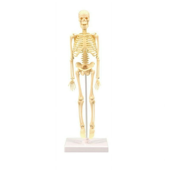 1pc Human Skeleton Model Simulation Mannequin Diy Assembly Manikin Model Educational Skeleton Model (beige)