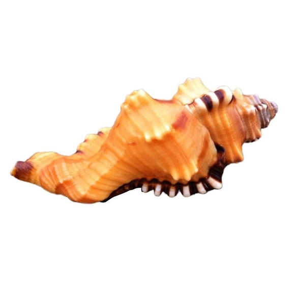 1pcs Aquarium Shell Decor