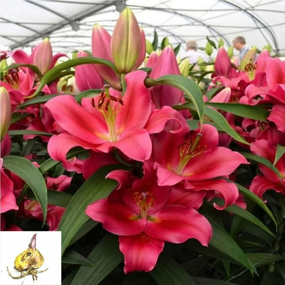 1pcs Lily Asiatic Lilium Bulbs Mixed Lilies,Lily Bulbs for Planting Now Lily Bulbs Colourful Collection Summer Flowering Bulbs .Diameter: 1.8in. (red)