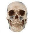 thumbnail image 1 of 1pcs Resin Craft Skull Decor, 1 of 3