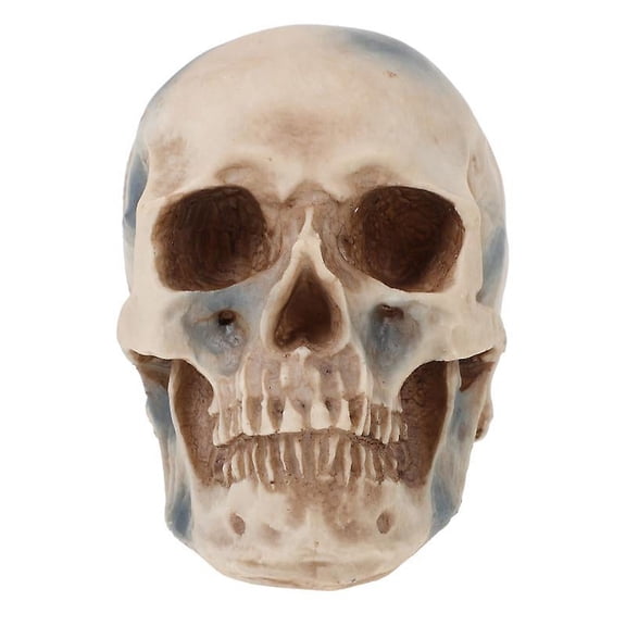 1pcs Resin Craft Skull Decor