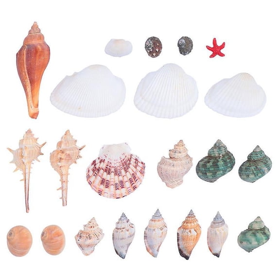 1pcs Shell Decoration