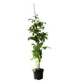 thumbnail image 1 of Expert Gardener 2.5QT Raspberry Deciduous Edible Fruit Live Plants Red, 1 of 5
