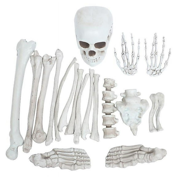 1set Human Skeleton Bones