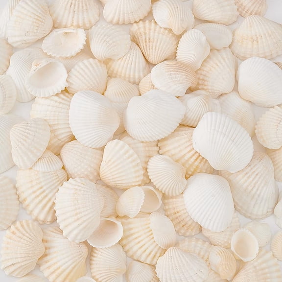 1set Shell Home Decoration Wall Decoration Mixed color 12~34.5x11.5~37x2~10.5mm