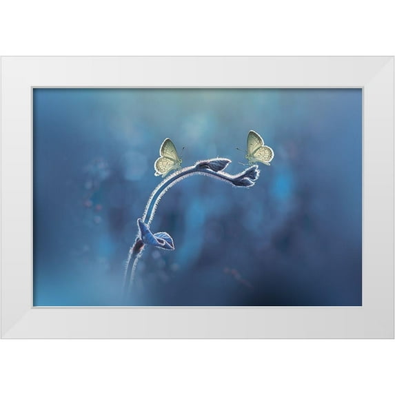 1x 18x13 White Modern Wood Framed Museum Art Print Titled - Priyadi-Two Butterflies Meet Each Other