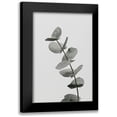 thumbnail image 1 of 1x Studio III 11x14 Black Modern Framed Museum Art Print Titled - Eucalyptus Natural 06, 1 of 5