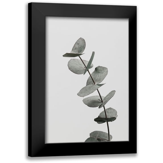 1x Studio III 11x14 Black Modern Framed Museum Art Print Titled - Eucalyptus Natural 06
