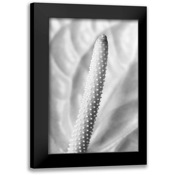 1x Studio III 11x14 Black Modern Framed Museum Art Print Titled - Flammingo Flower