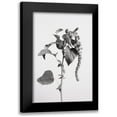 thumbnail image 1 of 1x Studio III 11x14 Black Modern Framed Museum Art Print Titled - Grey Plant, 1 of 5