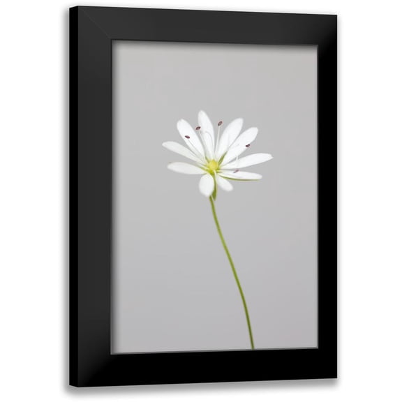 1x Studio III 11x14 Black Modern Framed Museum Art Print Titled - Small White Flower_1