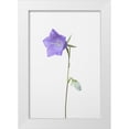 thumbnail image 1 of 1x Studio III 11x14 White Modern Wood Framed Museum Art Print Titled - Bluebell_gray background, 1 of 4