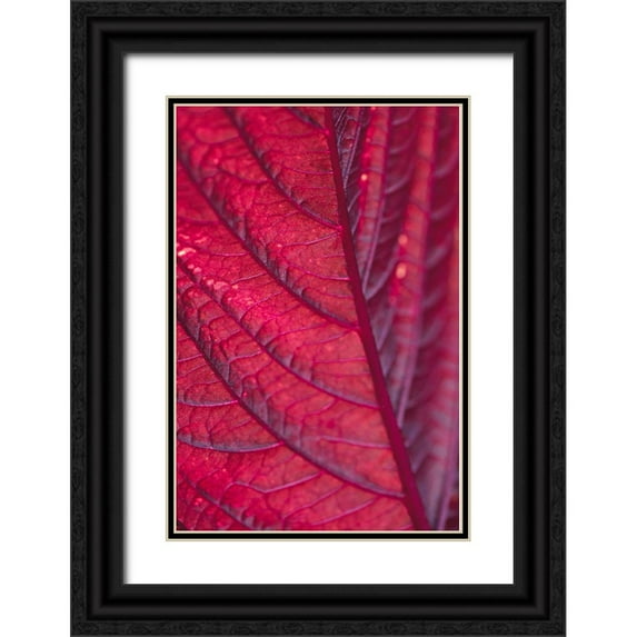 1x Studio III 13x18 Black Ornate Wood Framed with Double Matting Museum Art Print Titled - Red Leaf