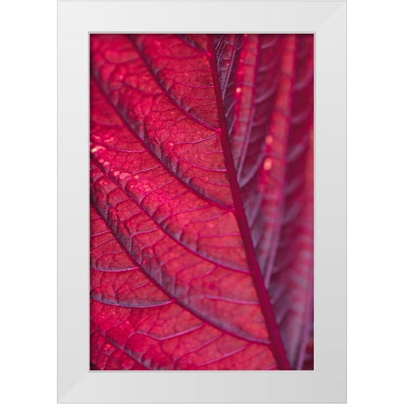 1x Studio III 13x18 White Modern Wood Framed Museum Art Print Titled - Red Leaf