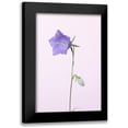 thumbnail image 1 of 1x Studio III 17x24 Black Modern Framed Museum Art Print Titled - Bluebell_pink background, 1 of 5