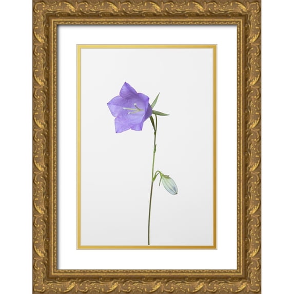 1x Studio III 23x32 Gold Ornate Wood Framed with Double Matting Museum Art Print Titled - Bluebell_gray background