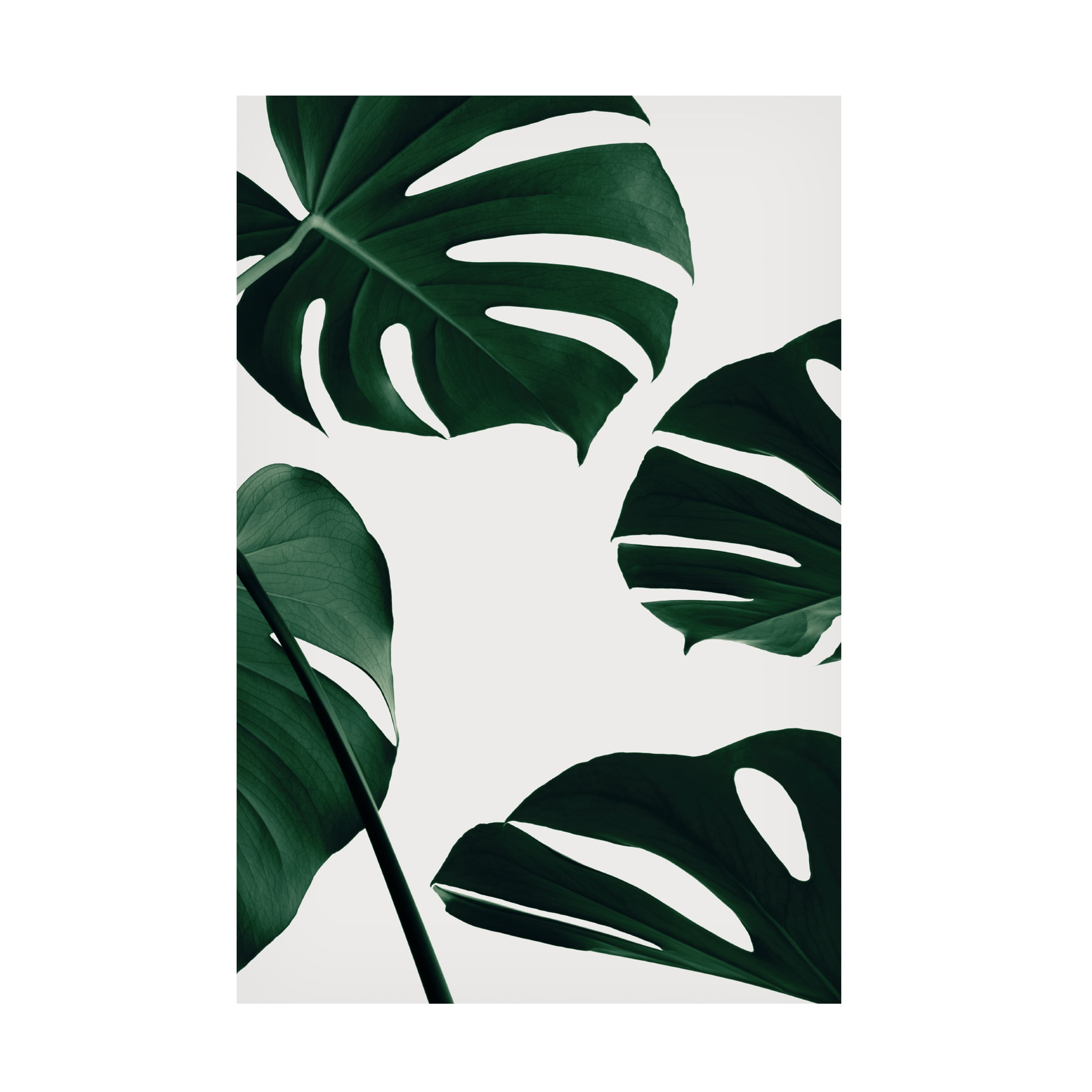 1x Studio III 'Monstera Natural 20' Canvas Art