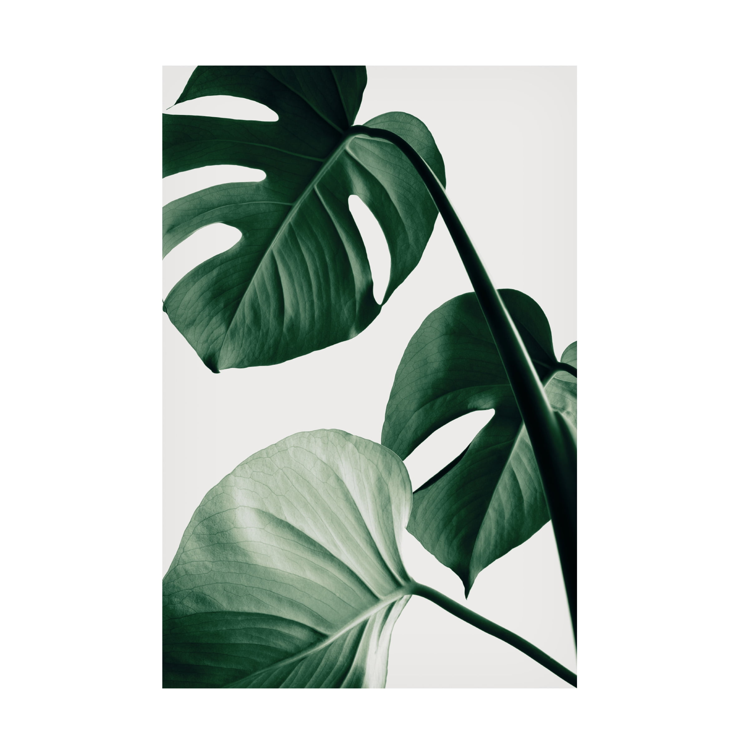 1x Studio III 'Monstera Natural 42' Canvas Art